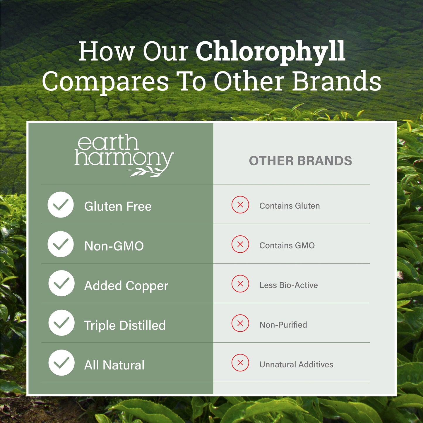 Liquid Chlorophyll - Liver & Immune Support Drops From Mulberry Leaves
