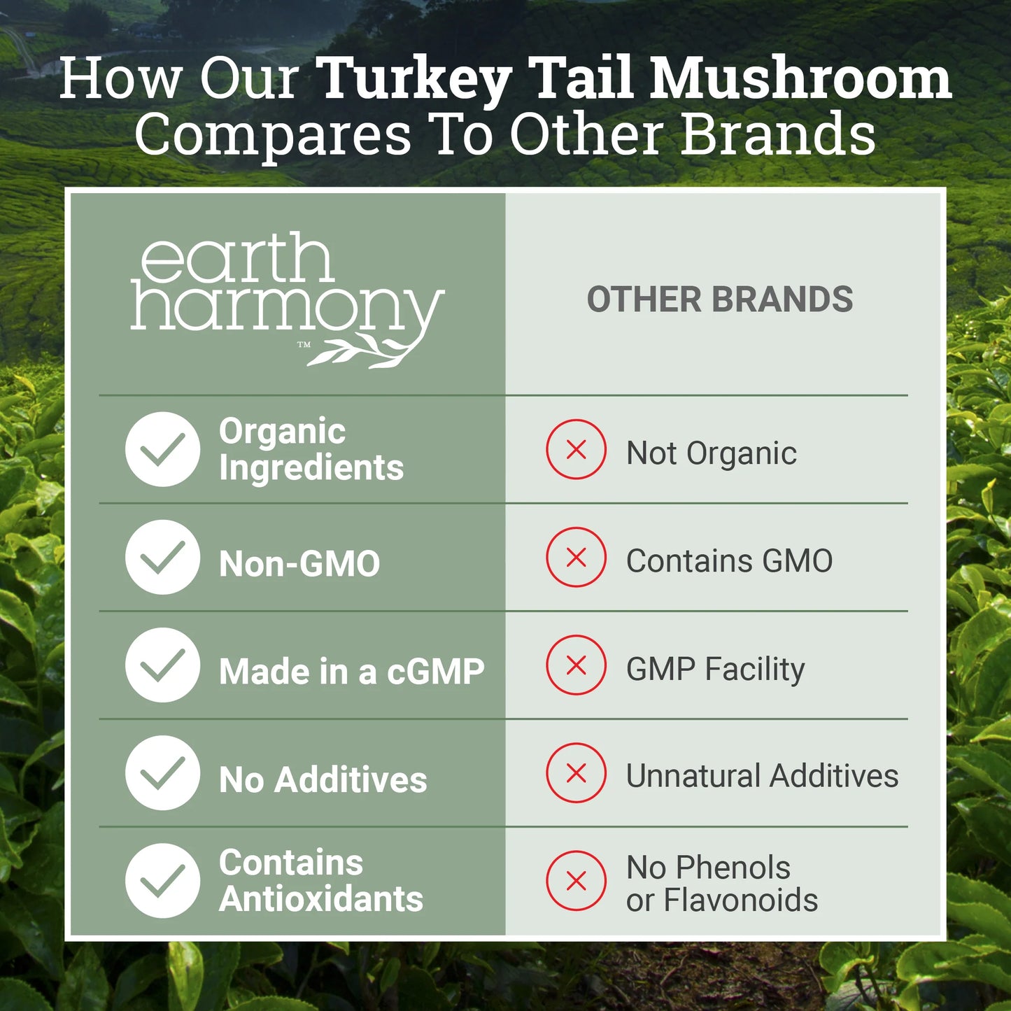 Organic Turkey Tail - Mushroom Extract Supporting Digestive Health